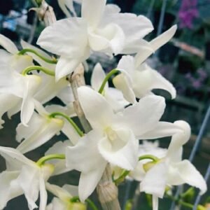 Dendrobium Nestor f. album (Den. parishii × Den. anosmum)