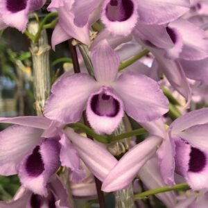 Dendrobium Nestor f. coerulea (Den. parishii × Den. anosmum)