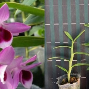 Dendrobium Nestor 藝龍, slight claw-type varigation (Den. parishii x Den. anosmum)