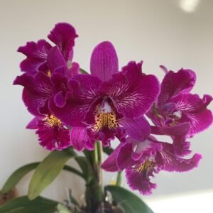 Meloara Ching Sun Bright Star (Mel. Tzeng-Wen Tricia × Rlc. Shinfong Honey)