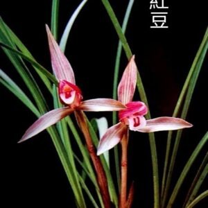 Cymbidium goeringii Hong Dou 紅豆