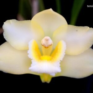 Bifrenaria harrisoniae f. alba