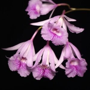 Broughtonia negrilensis x sib