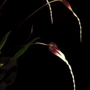 Bulbophyllum contortisepalum, red flowers