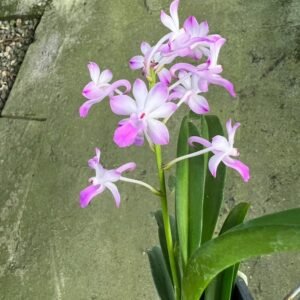 Vandachostyllis Lou Sneary, pink flowers (V. falcata x Rhy. coelestis), plant photo