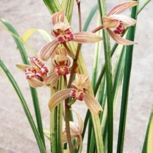 Cymbidium ensifolium Ba Bao Qi Zhen 八寶奇珍
