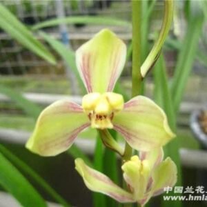 Cymbidium ensifolium Cai Mei 彩梅