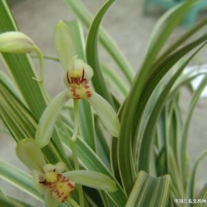 Cymbidium ensifolium E Mei Xian 峨嵋弦