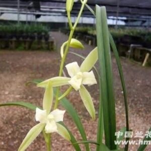 Cymbidium ensifolium Guan Nian 冠年