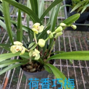 Cymbidium ensifolium He Xiang Qiao Mei 荷香巧梅