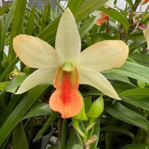 Dendrobium Thai Jasmine 香橙黑毛石斛