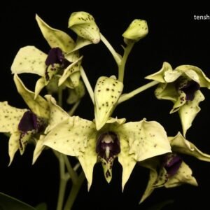 Dendrobium atroviolaceum
