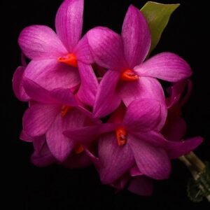 Dendrobium glomeratum, seedlings, plant photo