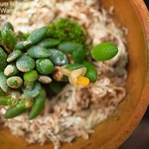 Dendrobium lichenastrum 米粒石斛, plant photo
