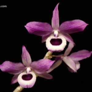 Dendrobium lituiflorum
