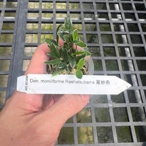 Dendrobium moniforme Rashatsubame 羅紗燕, (dwarf variegated)