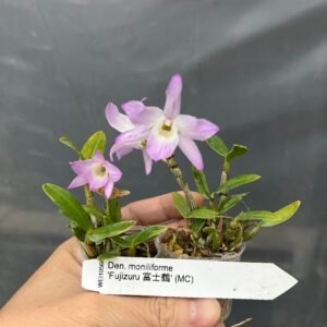 Dendrobium moniliforme Fujizuru 富士鶴 (dwarf variegated)
