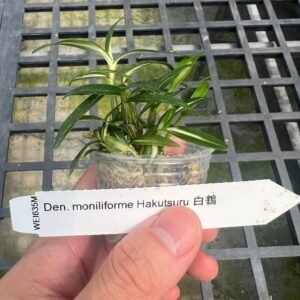 Dendrobium moniliforme Hakutsuru 白鶴 (dwarf variegated)