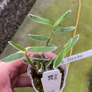 Dendrobium moniliforme Shoudai 昭代 (dwarf variegated)