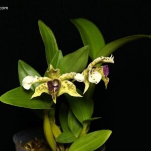 Dendrobium normanbyense x sib