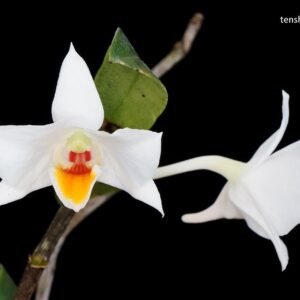 Dendrobium ovipostoriferum x sib