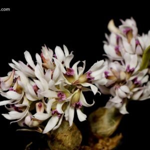 Dendrobium peguanum