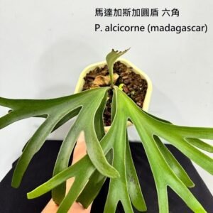Platycerium alcicorne (madagascar)(六角) 馬達加斯加圓盾(六角)