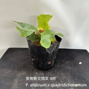 Platycerium andinum x quadridichotomum4吋 安地斯交四叉4吋