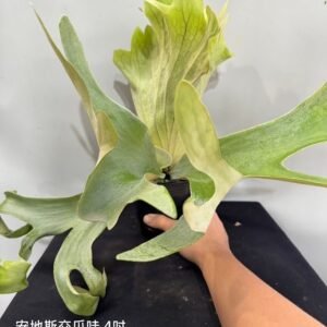 Platycerium andinum x willinckii4吋 安地斯交爪哇4吋