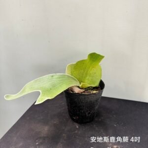 Platycerium andinum4吋 安地斯鹿角蕨4吋
