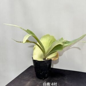 Platycerium bifurcatum sp. White4吋 白鹿4吋