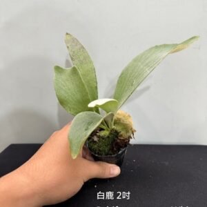 Platycerium bifurcatum sp. White2吋 白鹿2吋