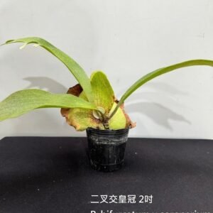 Platycerium bifurcatum x coronarium2吋 二叉交皇冠2吋