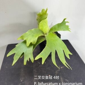 Platycerium bifurcatum x coronarium4吋 二叉交皇冠4吋