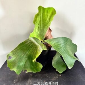 Platycerium bifurcatum x elephantotis4吋 二叉交象耳4吋