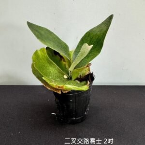 Platycerium bifurcatum x Mt. Lewis2吋 二叉交路易士2吋