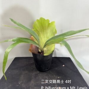 Platycerium bifurcatum x Mt. Lewis4吋 二叉交路易士4吋