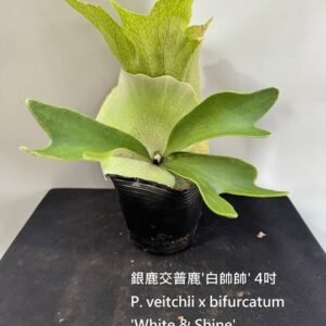 Platycerium bifurcatum x veitchii 'White & Shine'4吋 銀鹿交普鹿'白帥帥'4吋