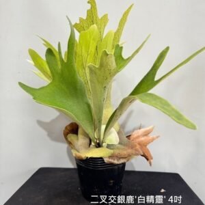 Platycerium bifurcatum x veitchii 'White Elf'4吋 二叉交銀鹿'白精靈'4吋