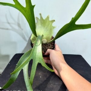 Platycerium Cardinals (veitchii(AR) x Mt. Lewis)4吋 奧銀交路易士'紅雀'4吋
