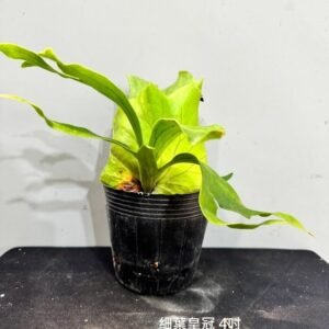 Platycerium coronarium thin frond4吋 細葉皇冠4吋