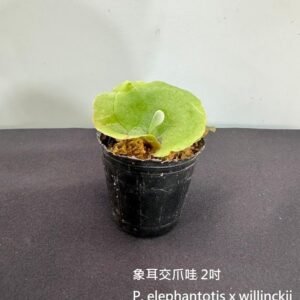 Platycerium elephantotis x willinckii2吋 象耳交爪哇2吋