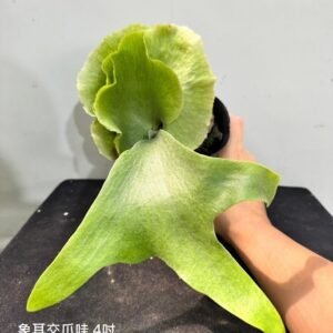Platycerium elephantotis x willinckii4吋 象耳交爪哇4吋