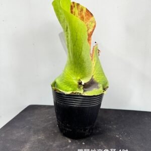 Platycerium ellisii x elephantotis4吋 愛麗絲交象耳4吋