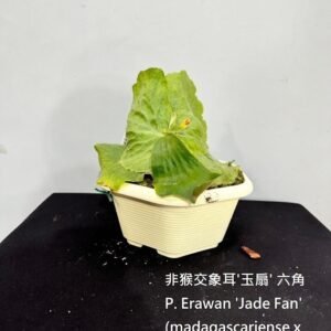 Platycerium Erawan 'Jade Fan' (madagascariense x elephantotis)(六角) 非猴交象耳'玉扇'(六角)