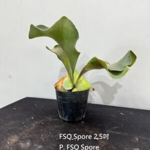 Platycerium FSQ Spore (similar to Platycerium Ginka)2.5吋 FSQ Spore2.5吋