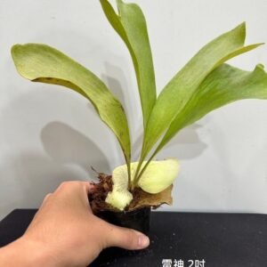 Platycerium hillii cv. Raijin2吋 雷神2吋