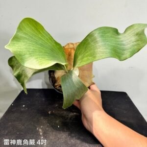 Platycerium hillii cv. Raijin4吋 雷神4吋
