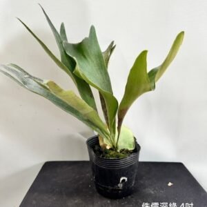 Platycerium hillii dwarf4吋 侏儒深綠4吋