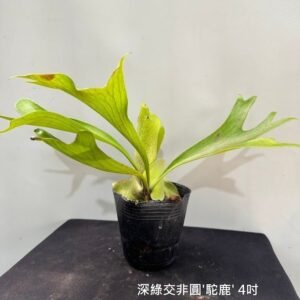Platycerium hillii x alcicorne (africa) 'Moose'4吋 深綠交非圓'駝鹿'4吋